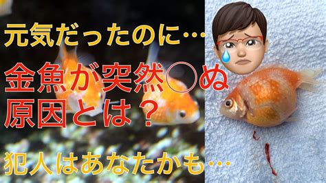 金魚死前徵兆|金魚が突然死した5つの原因と対策